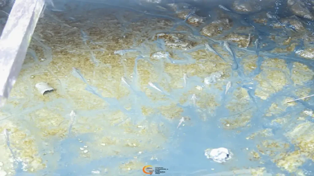 Oil Spill